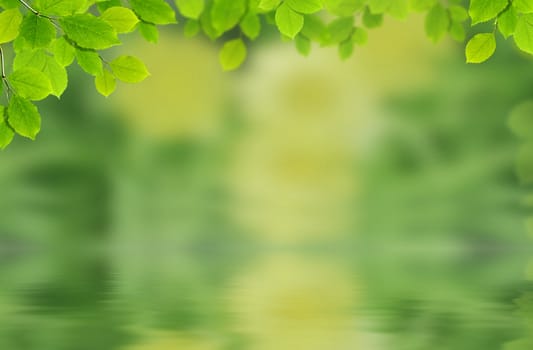 Nature: leaves and drop of water with green background