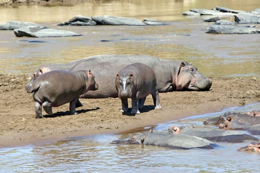 Hippoptamus (Hippopotamus anphibius) at the Mara river Masai Mara National park Kenya