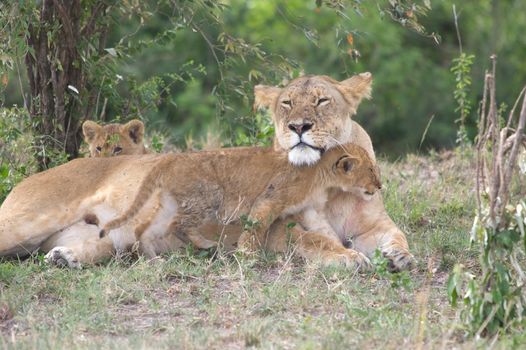 African lioness and cubs  (Panthera leo) portrait. Animal in the wild
