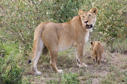 African lioness and cub (Panthera leo) portrait. Animal in the wild