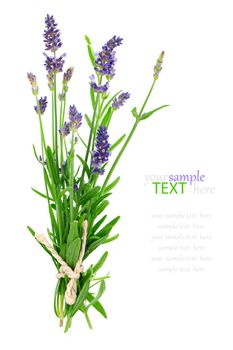 bunch of lavender on a white background