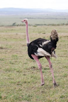 Ostrich Masai race (Struthio camelus) male. Animal in the wild