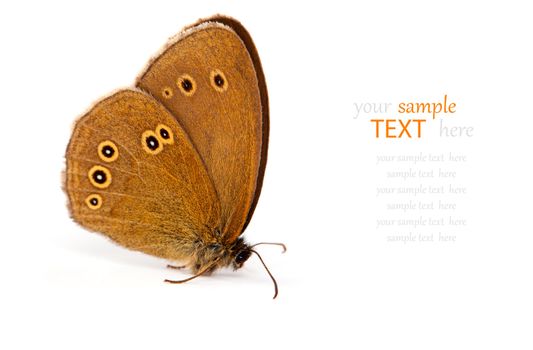 Ringlet butterfly (Aphantopus hyperantus), isolated on white background
