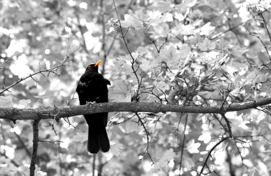 The Sooty Thrush./ (Turdus nigrescens)
