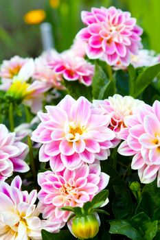 Pink dahlia in the garden