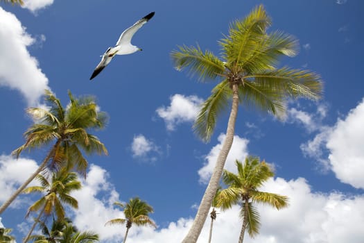 Palm trees with seagull and blue sky and clouds in the background