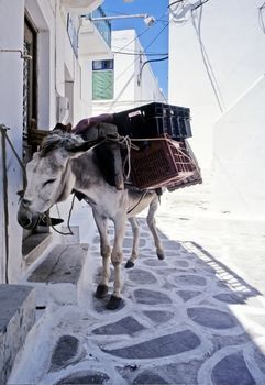 Donkey in the narrow road at the Parikia village, Paros island, Cyclades, Greek