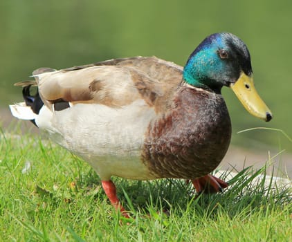Portrait of one male mallard duck walking