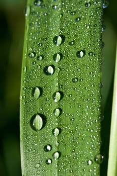 Close up view of the dew drops on grass