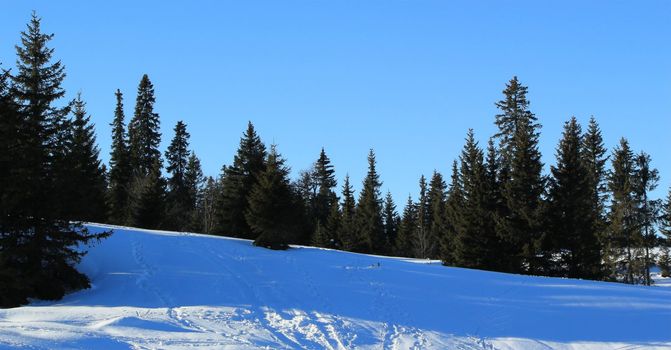 Fir trees by snowy winter and beautiful day, Jura, Switzerland