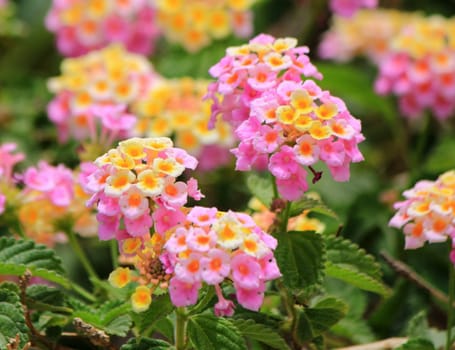 Beautiful pink lantana camara flowers