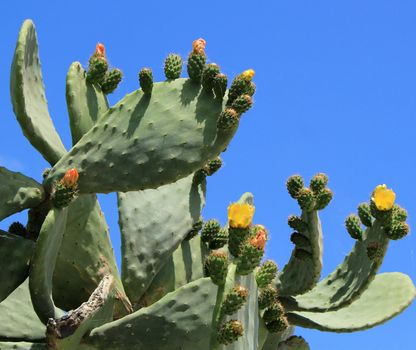 Chumbera nopal cactus plant with flowers at Santorini, Greece