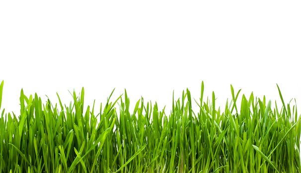 Fresh green grass on white background