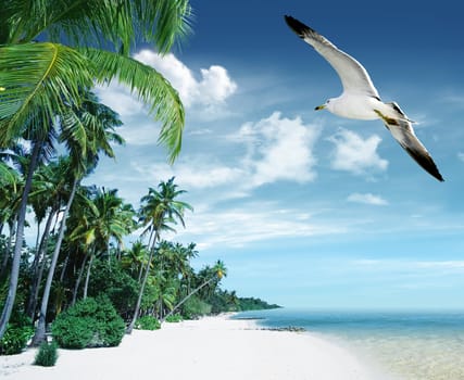 Tropical beach with palm tree, sailing boat and a seagull in the sky with clouds 