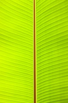 pattern on banana leaf