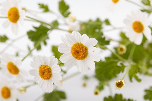 Close-up shot of wild chamomiles over white background