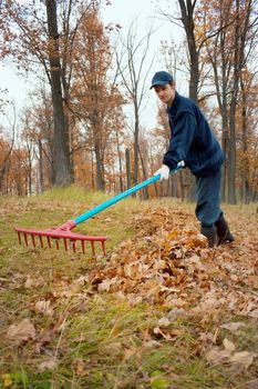 A man collects in the autumn  in a grove of leaves