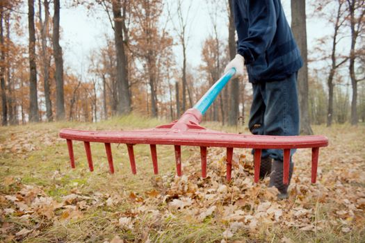 A man collects in the autumn  in a grove of leaves