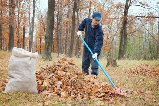 A man collects in the autumn  in a grove of leaves
