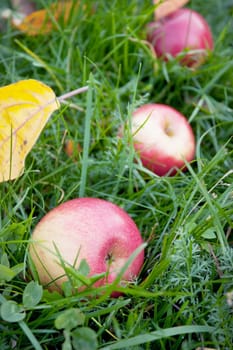 Three rosy apples fell on the green grass