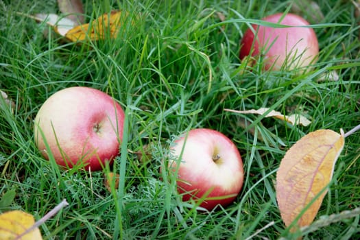Three rosy apples fell on the green grass