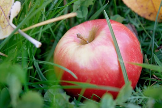 One rosy apple fell on the green grass