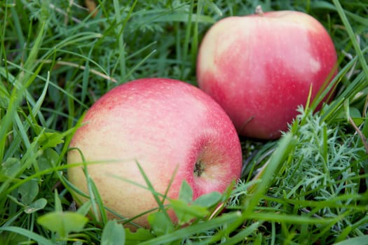 Two rosy apple fell on the green grass