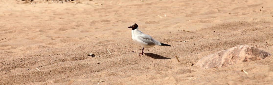 one bird is a seagull on a wild sandy beach