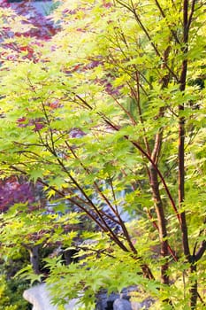 Red Coral Bark Lace Leaf Maple Tree