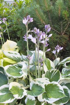 Hostas with Flower Blooming with Variegated Leaves in Springtime