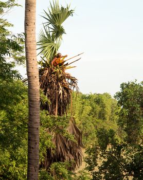 Orange clothed buddhist monk climbing palm tree to cut branches