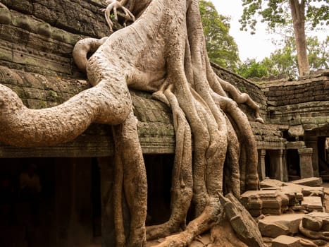 Ta Prohm temple  with spung tree roots growing in ruins of Angkor Thom