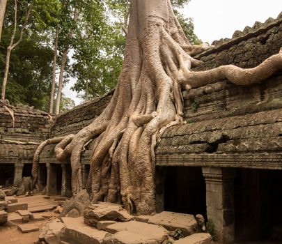 Ta Prohm temple  with spung tree roots growing in ruins of Angkor Thom