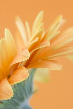 orange gerbera daisy