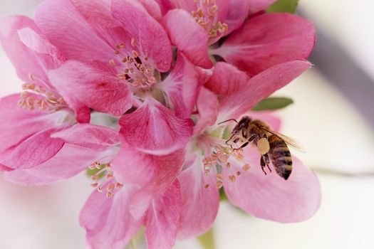 Honey bee covered with pollen.