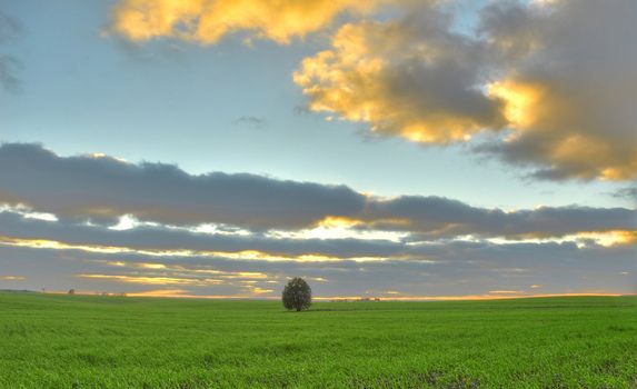 Lonely tree on a green field
