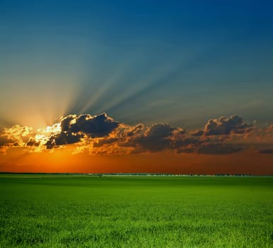 Sunrise on field. An image of green field.