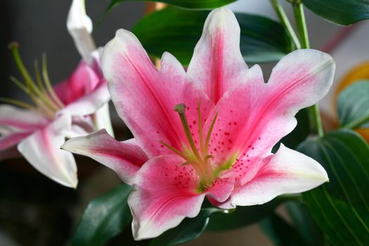 An image of pink flowers close up