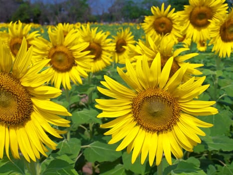 Beautiful sunflower field in countryside of thailand
