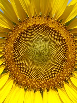 Closeup of sunflower with detail of flower
