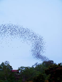 Bats flying from the cave in forest on mountain in evening, Thailand
