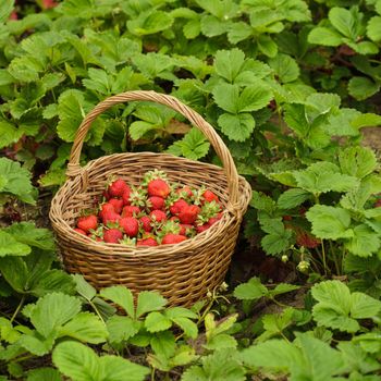 Strawberries in a basket in the garden outdoors