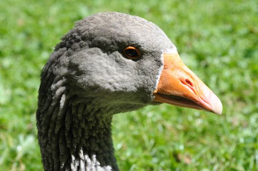 portrait of a goose on a green background
