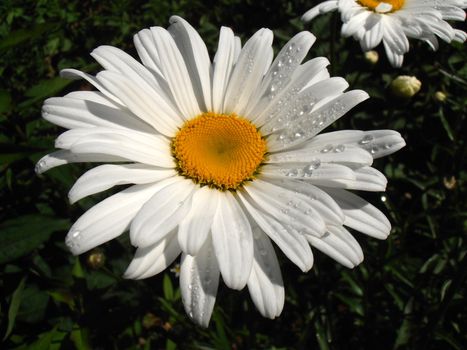 Leucanthemum vulgare. Widespread flowering plant native to Europe and the temperate regions of Asia.