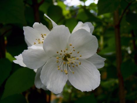 Photographed in the summer of 2012 in the Moscow garden.