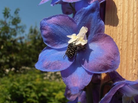 Beetle pollinate the flower. Village near Moscow