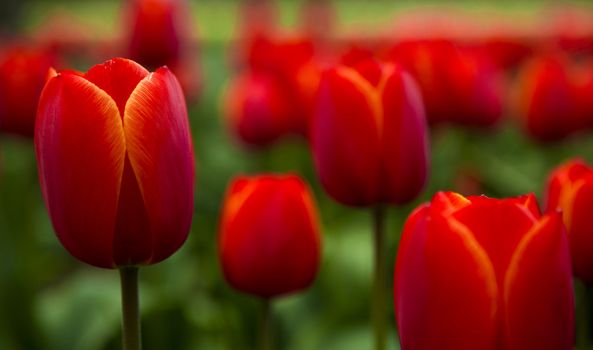 Picture of beautiful tulips on shallow deep of field