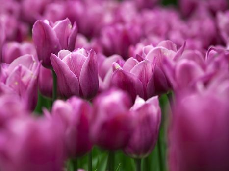 Picture of beautiful pink tulips on shallow deep of field