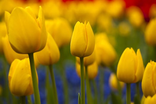 Picture of beautiful yellow tulips on shallow deep of field