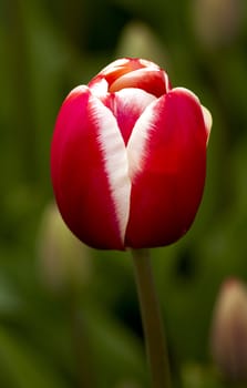 Beautiful photo of a red tulip over green out focus background